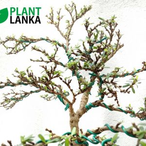 Best bonsai plants for sale in sri lanka – This is a bluebell bonsai plant