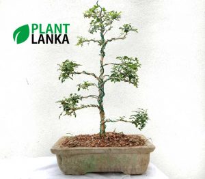 Bonsai Trees for sale in Sri Lanka - This is an Akteria bonsai tree