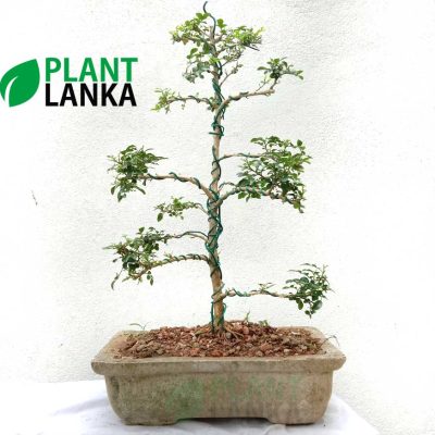 Bonsai Trees for sale in Sri Lanka - This is an Akteria bonsai tree