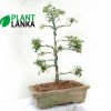 Bonsai Trees for sale in Sri Lanka - This is an Akteria bonsai tree