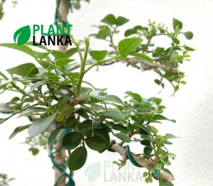 Bonsai Trees for sale in Sri Lanka - This is an Akteria bonsai tree