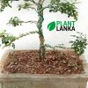 Bonsai Trees for sale in Sri Lanka - This is an Akteria bonsai tree