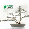 We are bonsai tree sellers in sri lanka - This is a bluebell bonsai tree