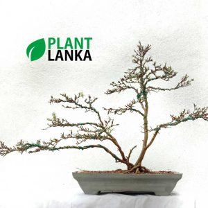 We are bonsai tree sellers in sri lanka – This is a bluebell bonsai tree