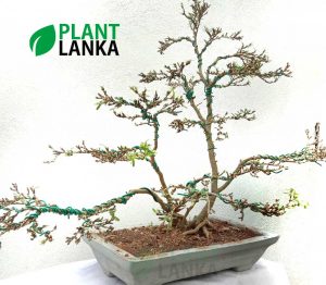 We are bonsai tree sellers in sri lanka - This is a bluebell bonsai tree