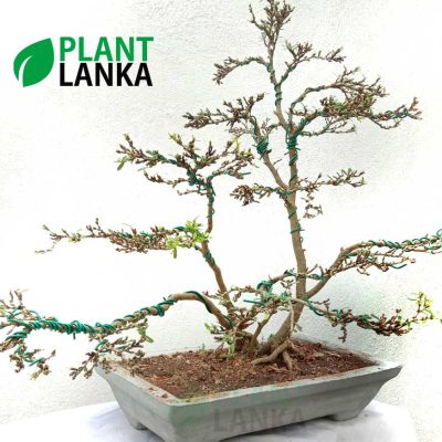 We are bonsai tree sellers in sri lanka - This is a bluebell bonsai tree