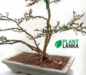 We are bonsai tree sellers in sri lanka - This is a bluebell bonsai tree
