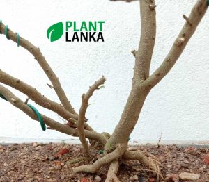 We are bonsai tree sellers in sri lanka - This is a bluebell bonsai tree