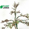 We are bonsai tree sellers in sri lanka - This is a bluebell bonsai tree