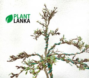 We are bonsai tree sellers in sri lanka - This is a bluebell bonsai tree