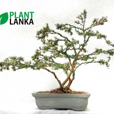 Bluebell bonsai tree in a rectangular bonsai pot (over 10 years old) Blooms a purple color flower.