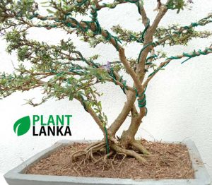 Bluebell bonsai tree in a rectangular bonsai pot (over 10 years old) Blooms a purple color flower.