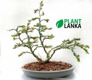 Bluebell bonsai tree in an oval shallow bonsai pot (over 10 years old) Blooms a purple color flower.