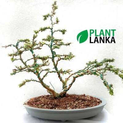 Bluebell bonsai tree in an oval shallow bonsai pot (over 10 years old) Blooms a purple color flower.