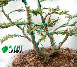 Bluebell bonsai tree in an oval shallow bonsai pot (over 10 years old) Blooms a purple color flower.